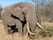 Why Do African Elephants Like to Destroy Trees?