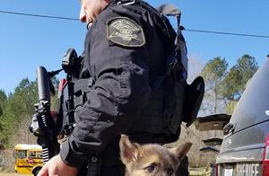 Dogs are not just pets; compared to these 'working' dogs, my dog is being underappreciated.