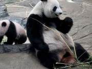 Panda Cub Entangled in Rope Suffocates and Dies