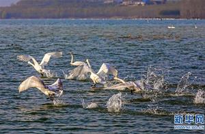 China 'Escorts' White Swans Returning to Siberia