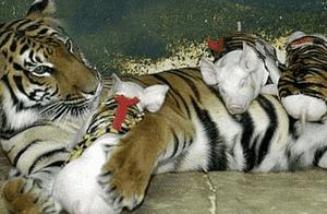 Piglets Dressed in Tiger Skins, Initially Believed to Be a Prank, But Learned That It Brought Tears to Their Eyes