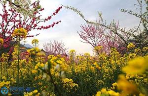 Spring Blooms in Full Glory - Cherish the Spring and Cherish You