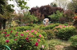 Anyang Huanhe River Park: Peonies