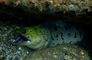 Sea Serpent's Sea - Eel (6) - Fine Spotted Naked Chest Eel (Ambon)