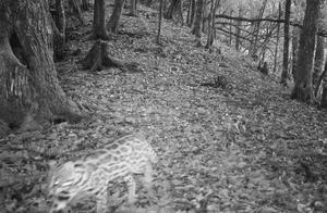 Monitoring Video Captures Leopard Cats in Lishui