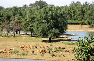 Largest Park in Beijing: Beautiful Scenery and Free Admission, Visitors Give Overwhelmingly Positive Reviews
