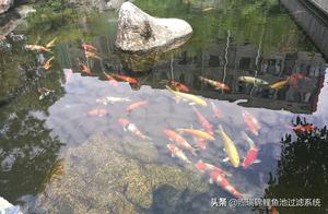 Spring Has Come, What is the First Thing a Koi Keeper Must Do?