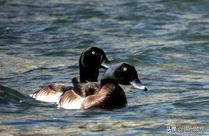 Blue-Headed Ducks Visit Jinzhou – Good Water Quality in Heligou River Attracts Endangered Birds