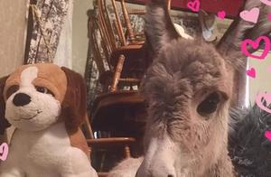 Raised by a Dog: A Donkey's Transformation - Wagging Tail Welcoming Dad