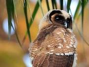 Vertebrates•Eurasian Eagle-Owl: Don't Think I'm Cute, I'm a King