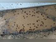 Seeing These Insects is a Sign of Rain