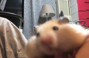 Hamster Chews Diamond from Mother's Ring, Surprisingly Stored It