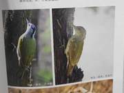 Grey-headed Parakeet (Yellow River Delta Birds)