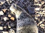 Stranded Spotted Seal Pup Rescued