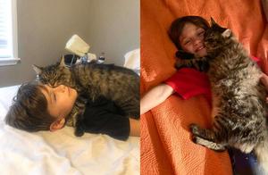 The Cutest and Luckiest Cats: Forest Cat Cuddling and Snuggling with its Owner