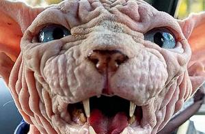 6-Year-Old Sphynx Cat Goes Viral on the Internet, Owner Fell in Love at First Sight
