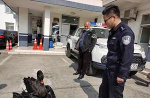 So cute! The Police Station Received a Black Swan, Let's All Watch!