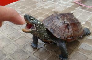 Turtle Bites and Won't Let Go? Here's How to Easily Release It