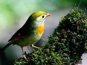 The Exhausted Bird: After Watching, You Will Understand