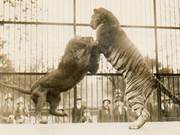 Unmasking the Outcome of the 'Lion vs. Tiger' Fight: A Deep Analysis of Who is the True King of Beasts