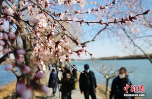 Spring Blooms! Beijing Citizens Enjoy Spring Outings and Flower Viewing