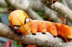The World of Caterpillars: Five Cute but Difficult-to-Mess-With Caterpillars