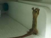 A Gecko Crawled into the Refrigerator, Frozen into a Specimen with a Funny Pose