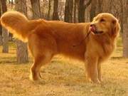 Many Years of Dog Treatment Requires $100,000, Will You Save It?