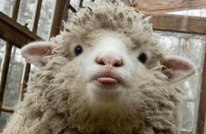 Once a Little Lamb Sprinkled Water, Immediately Revealed Its True Appearance, Netizens: 'This Is Too Dirty!'