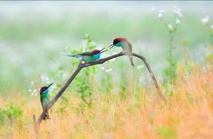 Blue-throated Hummingbird, a Group of the Most Adorable Little Spirits