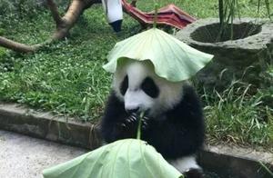 The adorable giant panda with a lotus leaf, poking holes in it to reveal its ears!