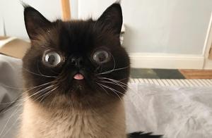 Cat Likes to Lick Its Tongue and Make Ghost Faces, This Strange Habit Has Also Made It a Internet Celebrity