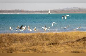 Shimu City Honggangnao Wetland Protection Area Welcomes First Batch of Migratory Birds