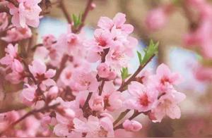 Ode to Li River Banks: Flowers accompany the Flower Follower Moon, Butterflies dance among the small courtyard willows, Morning reading the books of sages, Invite friends to offer their comments