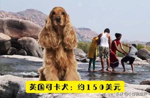 Top 10 Expensive Dog Breeds in India