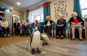 UK Nursing Home Invites Penguins to Celebrate 85-Year-Old Resident's Birthday
