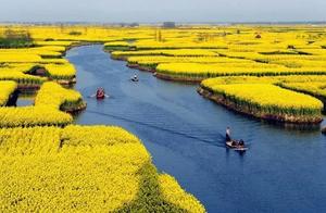 Golden March in Jinlong Five Phoenix Ancient Town: Rape Flowers in Full Bloom - Come Enjoy Spring Scenery and a Countryside Getaway