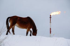 Russia: Ponies Forage Together in the Snow, Displaying Elegant Postures