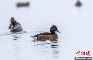 World’s Most Endangered Bird, Gray Teal ‘Group’ Plays in Taihu Wetlands