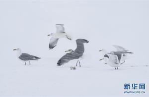 Jilin Jingshin Wetland Welcomes Returning Migratory Birds