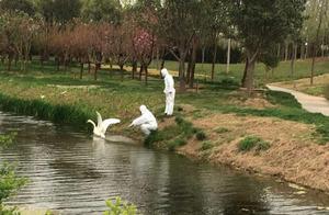 Carefully Treated for a Month, Trumpeter Swan Returns to the Blue Sky and Water