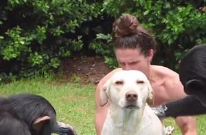 Man Lets Gorillas Wash His Dog