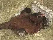 The Hen Was Lying in the Nest, But Grandma Was Curious to Find Out: It Turned Out She Was Acting as a Nanny