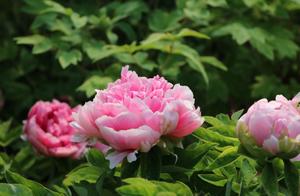 The Peonies in Luoyang (the Flower Capital) Have Bloomed – It’s the Perfect Time to Admire Them!