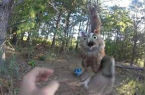 An owl spreads one wing and circles in place, man initially thought it was funny but felt sorry after seeing it clearly.