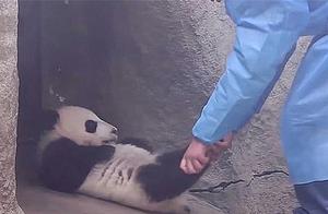 Baby Pandas Take a Nap, Dad Attempts to Wake Them Up But Is Utterly Helpless: Being Stubborn!