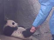 Dad Wants to Wake Up the Sleepy Panda Cub, and the National Treasure's Reaction is Strangely Familiar: You on a Monday Morning Commute