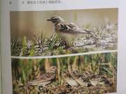 Short-toed Lark of the Yellow River Delta
