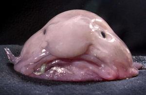 Ugly Water Drop Fish