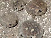 Loved and Adopted: The Cute ‘Muttonhead’ Frog – Desert Rain Frog